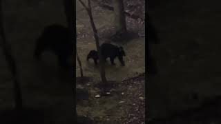 Bears at Tree Tops Resort Gatlinburg [upl. by Ellemrac]