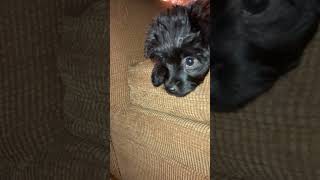 Cutest Puppy Growling Barking Puppy Being Cute Starring At Camera [upl. by Neelie580]