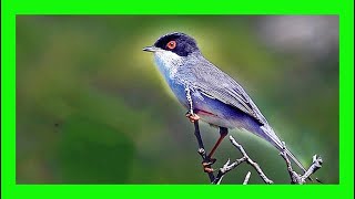 Sardinian Warbler Song Sardinian Warbler Sound  Curruca Cabecinegra Canto  Sylvia Melanocephala [upl. by Nnoryt492]