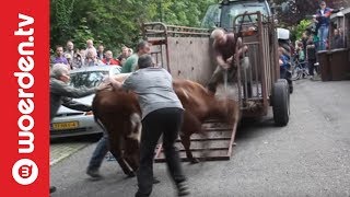 Woerden TV  Politie schiet dolle koe neer in Woerden [upl. by Helene679]