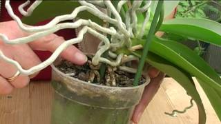 How to Grow Orchids [upl. by Aicilra]