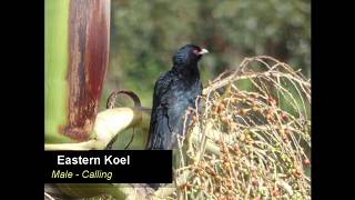 Eastern Koel Storm bird calling Eudynamys orientalis [upl. by Hilaria]