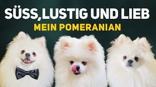 Süß Lustig und Liebe Pomeranian und Samojede [upl. by Eeloj]