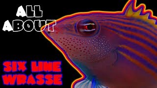 All About The Six Line Wrasse [upl. by Rednazxela]