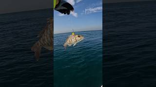 Live Bait Made Easy fishing pescaria pescanomar angler casting dubai jig bottomfishing [upl. by Bigg799]