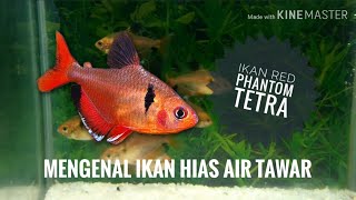 Royaje Aquascape Mengenal Ikan Red Phantom Tetra [upl. by Fabio649]