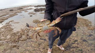 A LA RECHERCHE DU CRABE PERDU  Quand les surfeurs simprovisent pêcheurs [upl. by Eindys]