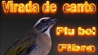 Trinca ferro Piu boi Virada de canto rápida para filhotes de fibra e velocidade [upl. by Ciel941]