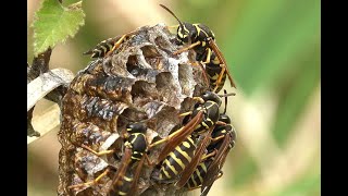 Groefkopveldwesp Polistes nimpha nest [upl. by Chaing492]