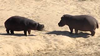 Hippo Fighting [upl. by Brag]