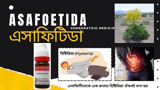 Asafoetida  এসাফিটিডা  Materia Medica  Learn asafoetida [upl. by Htebiram]