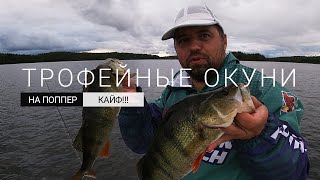 Трофейные окуни на поппер Кайф Rapala Skitter Pop [upl. by Ahsil]