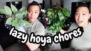 lazy hoya plant chores 😴 hoya coriacea silver gunung gading serpens silver wilbur graves silver [upl. by Horter425]