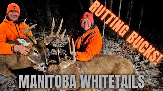 Gnarly Rutting Buck Down  Manitoba Whitetails [upl. by Olegnaid]