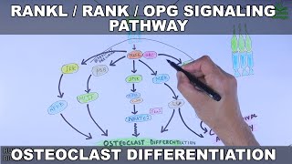 RANKLRANKOPG Signaling Pathway  Osteoclast Differentiation [upl. by Thanh]