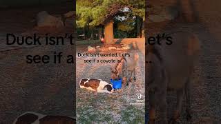 Donkeys kill coyotes… or do they duckholiday rickybobby weavethecoyote minidonkey timmc1269u [upl. by Malena]