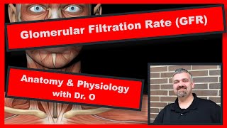 Glomerular Filtration Rate GFR Anatomy and Physiology [upl. by Nofets]