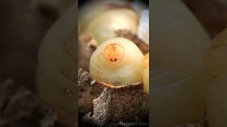 wasp larvae 😲  Tropical Forest Bees bees wasps [upl. by Llerehc]