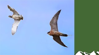 Houbara Bustard Hunting with Falcons [upl. by Alesiram]