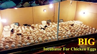 Incubator for Chicken Eggs  BIG Incubator For Hatching Eggs at Home  Egg Incubator  Birds Palace [upl. by Adnilreh]