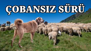 ÇOBANSIZ SÜRÜ KANGALLARA VE BİR EŞEĞE EMANET [upl. by Betsy]