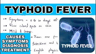 Typhoid fever  Salmonella typhi  Causes symptoms diagnosis treatment  Bio science [upl. by Britton]