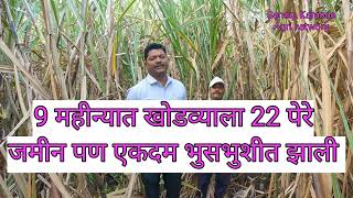 86032 sugarcane खोडवा 9 महिन्यात 22 पेरे Sandipkarande 86032 [upl. by Nichola]