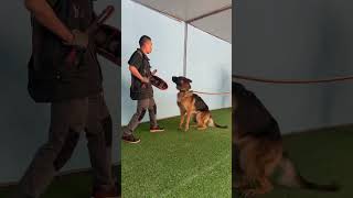 Instinctual Guarding DogTraining GuardDogs [upl. by Corvin]