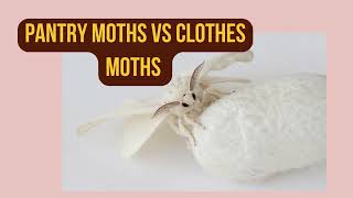 Pantry moths vs clothes moths [upl. by Eizzil190]