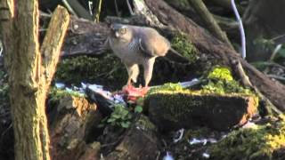 THE SECRET LIFE OF THE SPARROWHAWK [upl. by Helsell911]