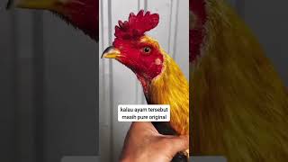 Ciriciri ayam pakoy di lihat dari fenotip [upl. by Arimahs]