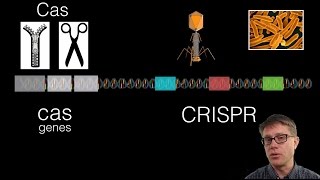 What is CRISPR [upl. by Akieluz]