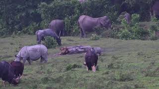 Rhino Water BuffaloElephant amp Bison In The Same Frame [upl. by Cornelle]