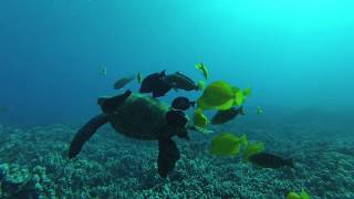 Turtle Cleaning Station Puako Hawaii [upl. by Magdaia]