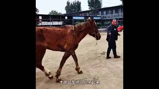 Essential Horse Care Tips for Beginners  Horse Training Basics Building a Strong Bond [upl. by Atsedom]