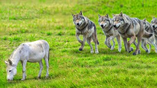 Wolves Attacked a Donkey  Rare Animal Fights Caught on Camera [upl. by Jeanelle]