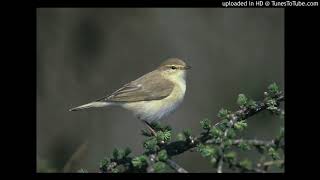 Vogelbestimmung Fitis Phylloscopus trochilus [upl. by Sklar]