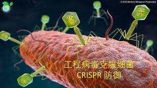 CRISPR系统用作细菌学的透视概述 Chinese Explained [upl. by Alleyn]