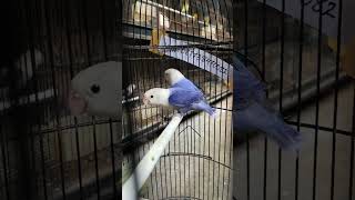 Sorotan 1237  1737 dari PROMO LOVEBIRD [upl. by Analeh]