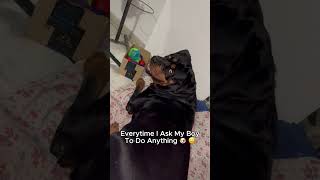 ROTTWEILER Tantrums Are WORSE Than You Think rottweiler [upl. by Havens]