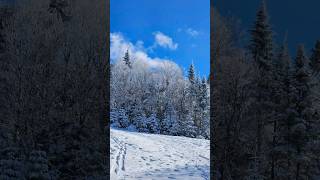 On fait de la raquette à neige au Canada [upl. by Aldus]