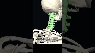 Kręgi szyjne vertebrae cervicales uczymy razem shorts anatomia medycyna 3d anatomy [upl. by Elacim991]