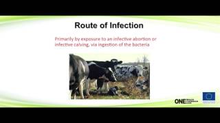 Brucellosis 1 Epidemiology Pathogenesis and Clinical Signs [upl. by Nelak236]