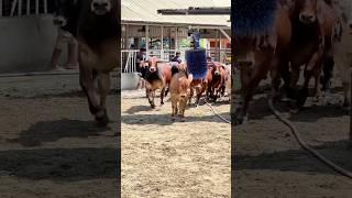 A Herd of Brahman Cross Calves is Playing in The Ranch 2024  New Calves Playing Video 2024 [upl. by Esbenshade]