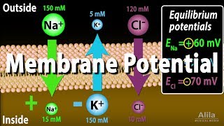 Membrane Potential Equilibrium Potential and Resting Potential Animation [upl. by Zetnauq]