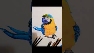 the process of drawing a parrot🎨🖌 art artist Velaniiart parrot drawing sketch [upl. by Mar78]