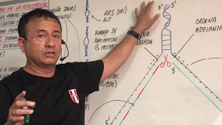 REPLICACIÓN DEL ADN EN EUCARIOTASDOGMA CENTRAL DE LA BIOLOGÍA [upl. by Airamat]