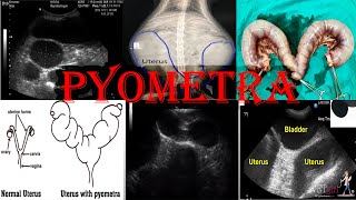 Understanding Pyometra in Pets Types Risks Causes treatment amp Prevention [upl. by Yvor]