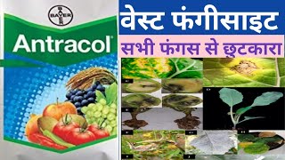 Antracol fungicide। bayer antracol। PROPINEB 70। fungicide [upl. by Reckford]