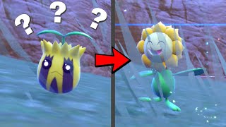 How to Find a Sunkern and Evolve it into a Sunflora in Pokemon Scarlet amp Violet [upl. by Noryk315]